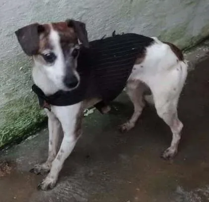 Cachorro ra a SRD idade 5 anos nome PITUXO
