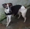 PITUXO