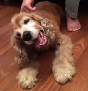 Cachorro raça Cocker idade 6 ou mais anos nome (?)