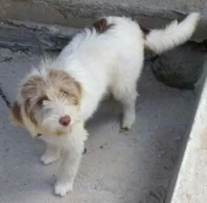 Cachorro raça Labrador idade Abaixo de 2 meses nome Akira