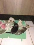 Gatos