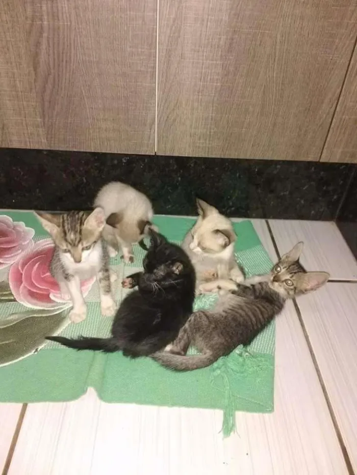 Gato raça  idade 2 a 6 meses nome Gatos