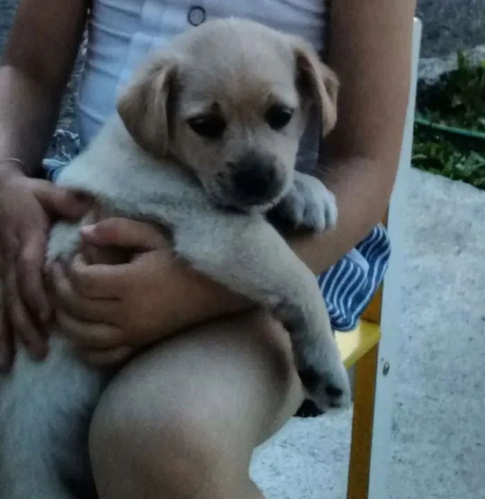 Cachorro ra a Sem raça idade 2 a 6 meses nome Filhotes