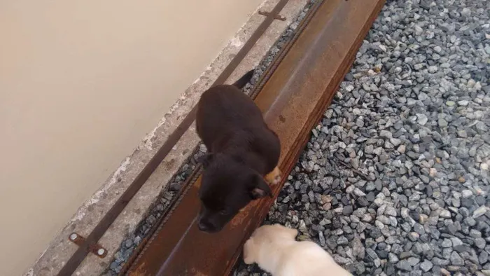 Cachorro ra a Sem raça idade 2 a 6 meses nome Filhotes