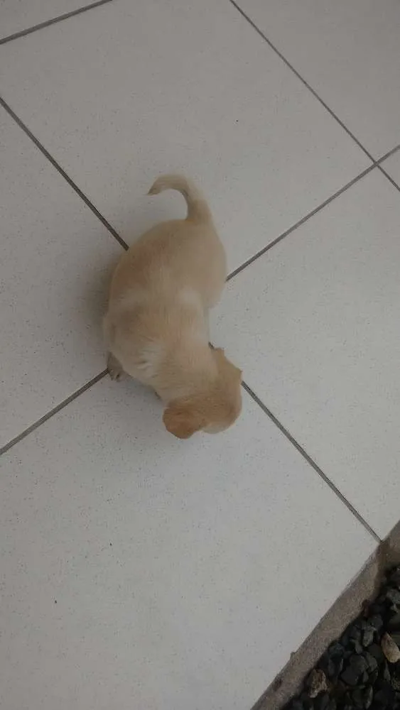 Cachorro ra a Sem raça idade 2 a 6 meses nome Filhotes