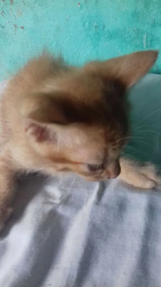 Gato ra a  idade Abaixo de 2 meses nome Sem nome