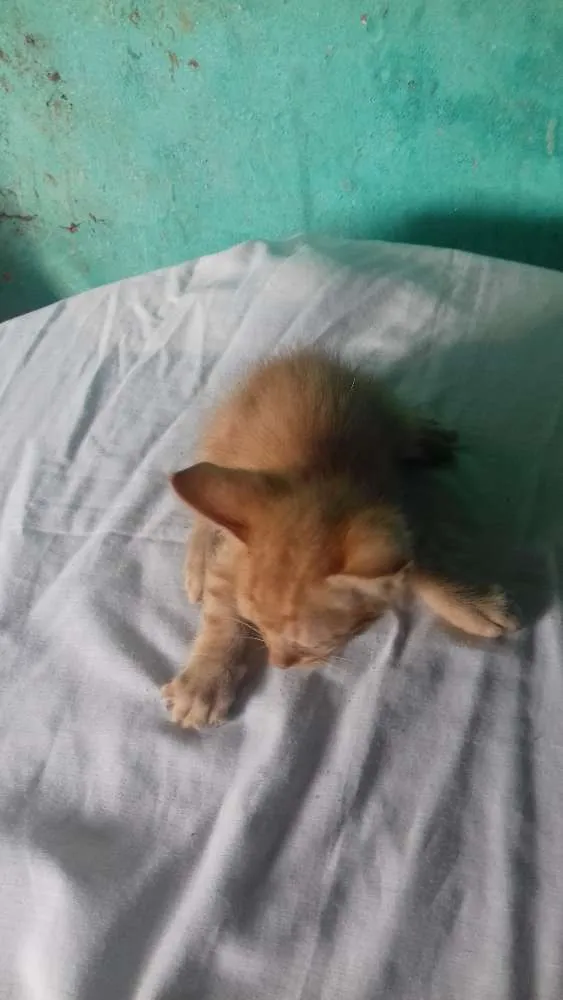 Gato ra a  idade Abaixo de 2 meses nome Sem nome