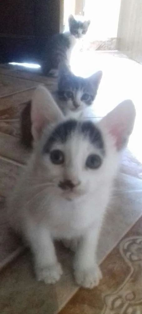 Gato ra a SRD idade Abaixo de 2 meses nome Não tem