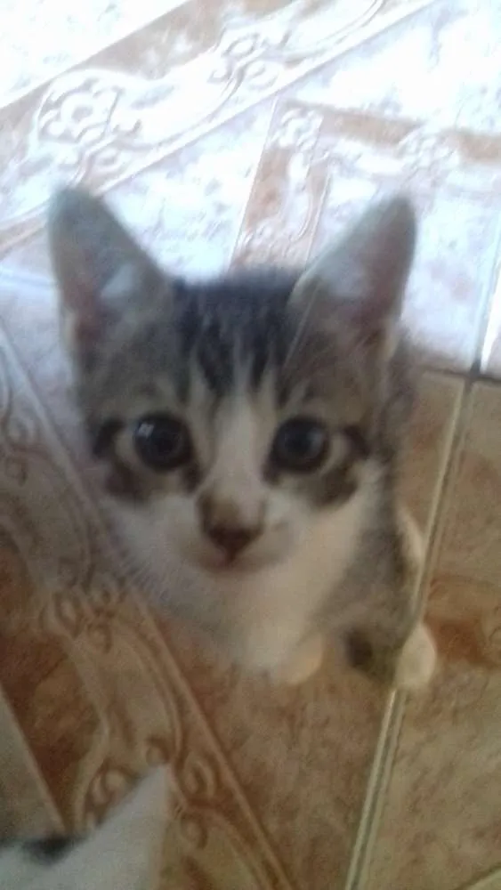 Gato ra a SRD idade Abaixo de 2 meses nome Não tem