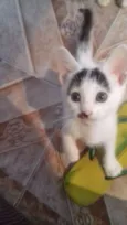 Não tem