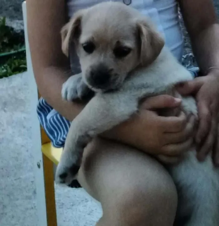 Cachorro ra a Sem raça idade 2 a 6 meses nome Filhotes