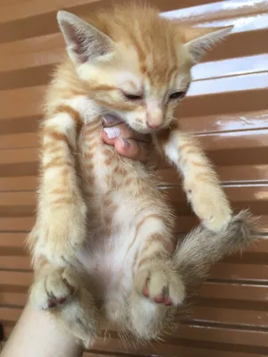 Gato raça  idade Abaixo de 2 meses nome Simba, lua e estrela