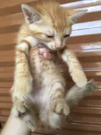 Simba, lua e estrela