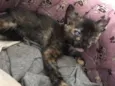 Simba, lua e estrela