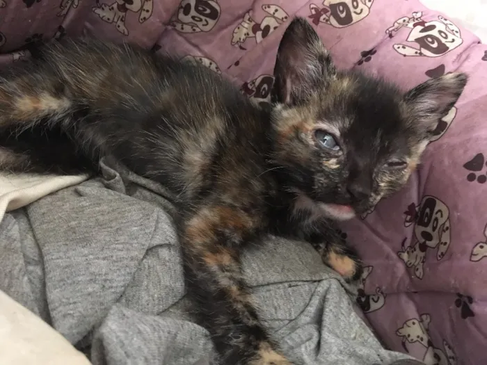 Gato ra a  idade Abaixo de 2 meses nome Simba, lua e estrela