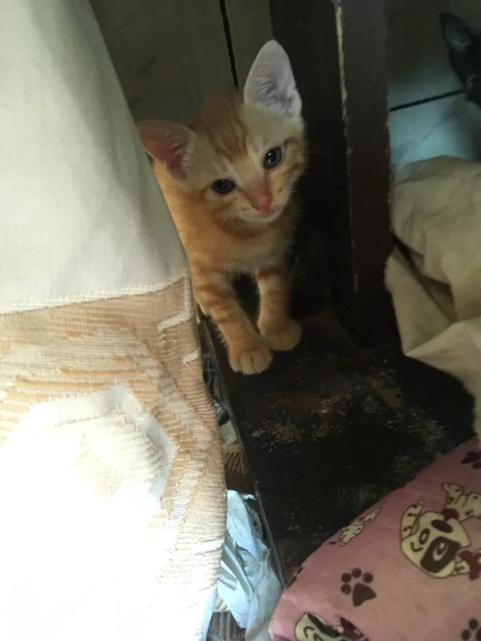 Gato ra a  idade Abaixo de 2 meses nome Simba, lua e estrela