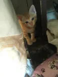 Simba, lua e estrela