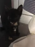 Simba, lua e estrela