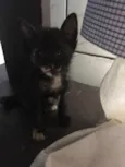 Simba, lua e estrela