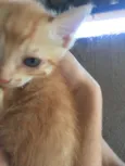 Simba, lua e estrela