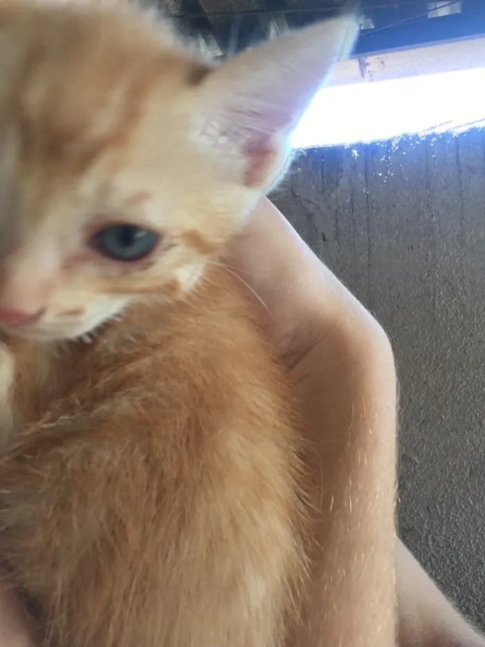 Gato ra a  idade Abaixo de 2 meses nome Simba, lua e estrela
