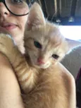 Simba, lua e estrela