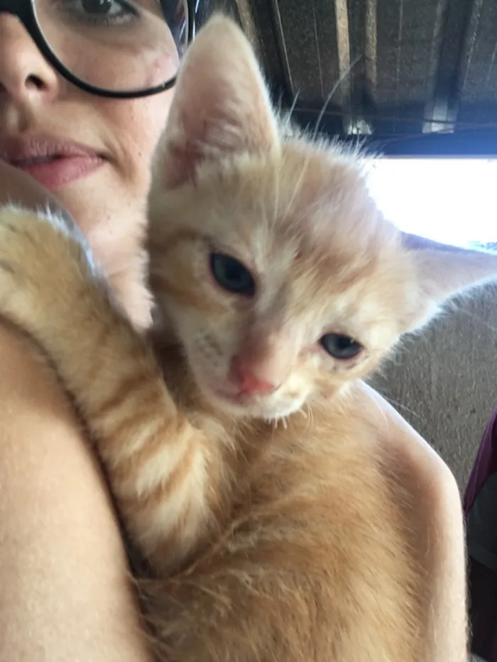 Gato ra a  idade Abaixo de 2 meses nome Simba, lua e estrela