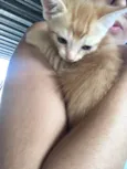 Simba, lua e estrela