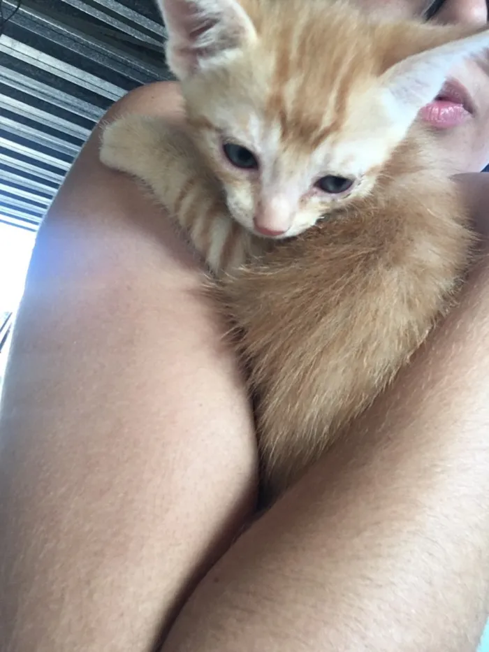 Gato ra a  idade Abaixo de 2 meses nome Simba, lua e estrela