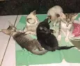 Gatos