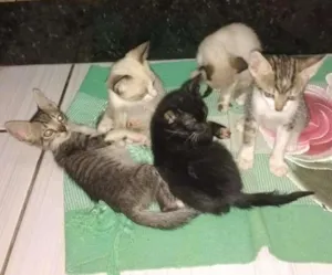 Gato raça  idade 2 a 6 meses nome Gatos
