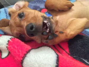 Cachorro raça Dashchund idade 7 a 11 meses nome Biscoito