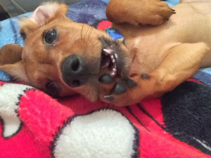Cachorro ra a Dashchund idade 7 a 11 meses nome Biscoito