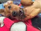 Cachorro raça Dashchund idade 7 a 11 meses nome Biscoito
