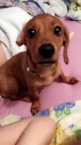 Biscoito