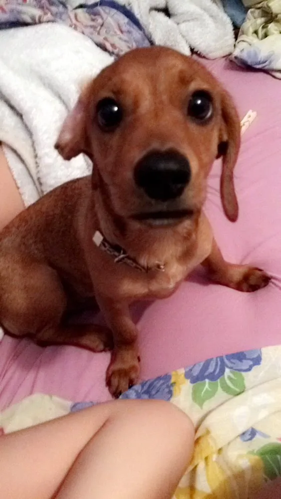 Cachorro ra a Dashchund idade 7 a 11 meses nome Biscoito