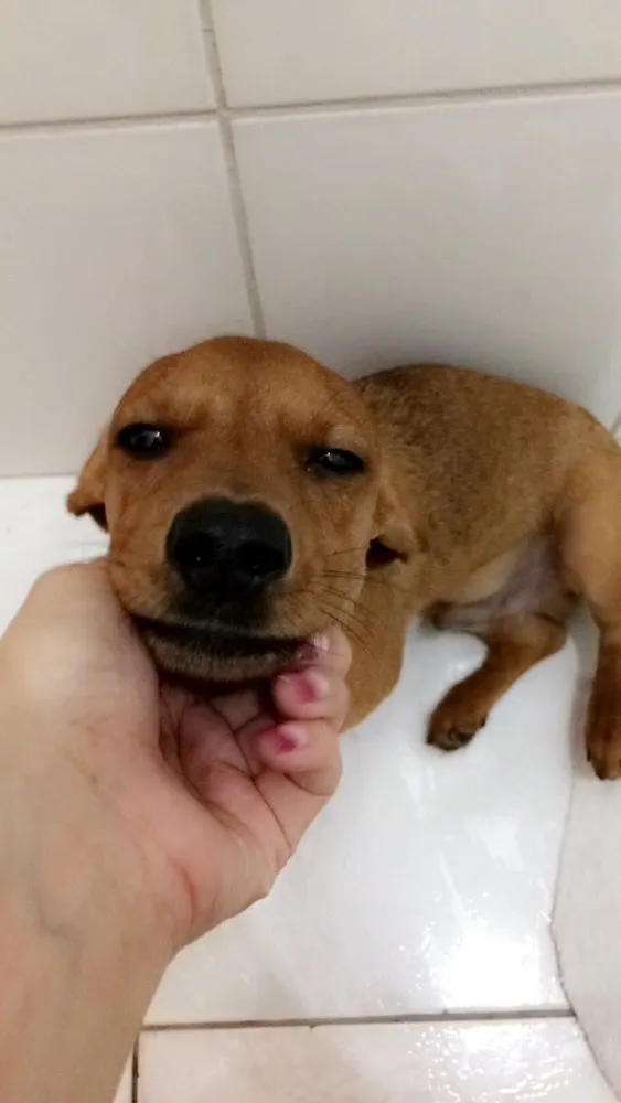 Cachorro ra a Dashchund idade 7 a 11 meses nome Biscoito