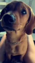 Biscoito