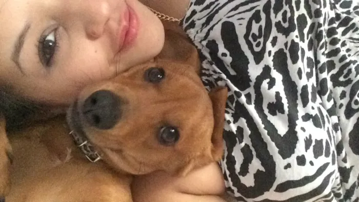 Cachorro ra a Dashchund idade 7 a 11 meses nome Biscoito