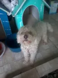 Branquinho e Negão