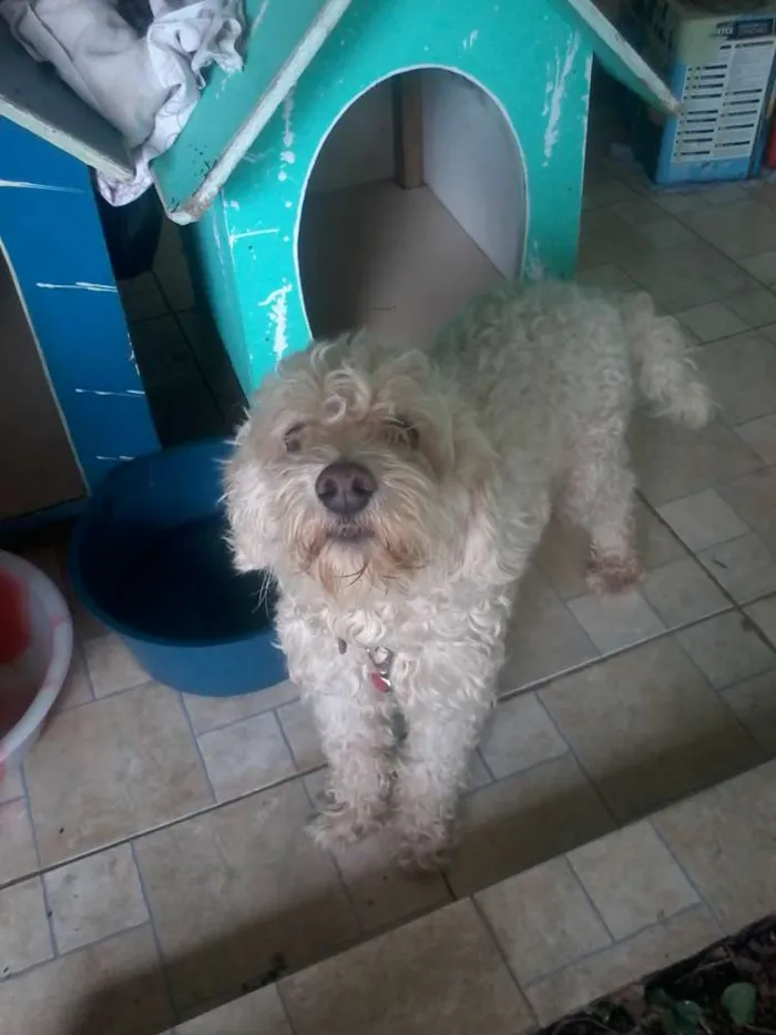 Cachorro raça Poodle idade 6 ou mais anos nome Branquinho e Negão