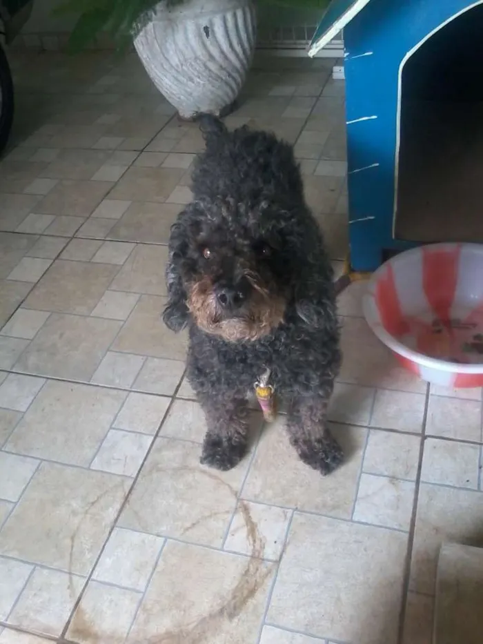 Cachorro raça Poodle idade 6 ou mais anos nome Branquinho e Negão