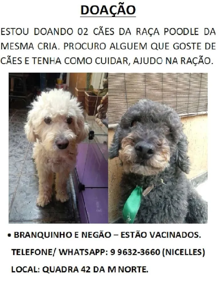 Cachorro raça Poodle idade 6 ou mais anos nome Branquinho e Negão
