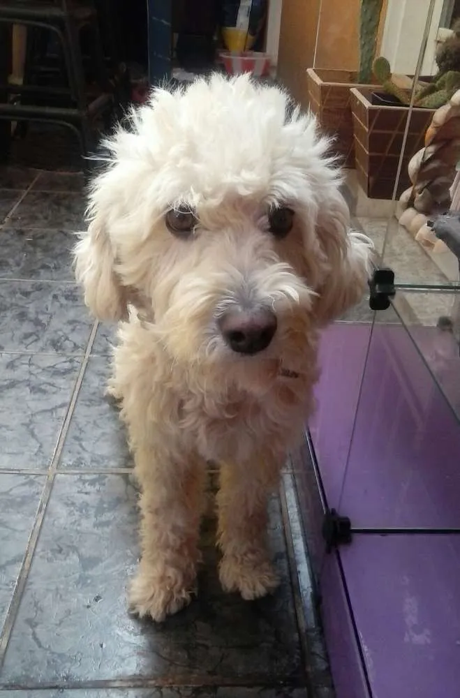 Cachorro raça Poodle idade 6 ou mais anos nome Branquinho e Negão