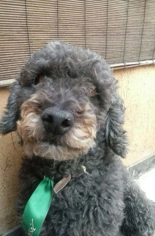 Cachorro raça Poodle idade 6 ou mais anos nome Branquinho e Negão