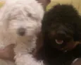 Branquinho e Negão