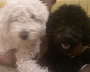 Cachorro raça Poodle idade 6 ou mais anos nome Branquinho e Negão