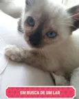 Jessy