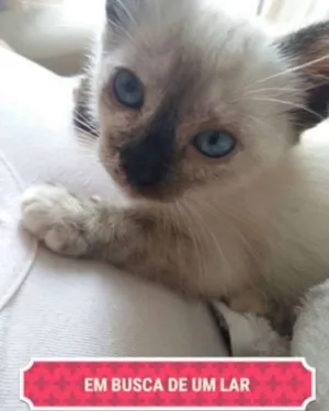 Gato raça  idade Abaixo de 2 meses nome Jessy