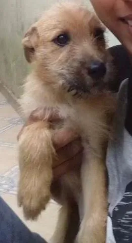 Cachorro ra a Raça indefinida  idade 2 a 6 meses nome TIca 